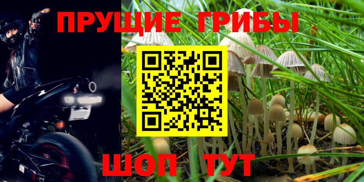 Псилоцибиновые грибы мицелий Георгиевск